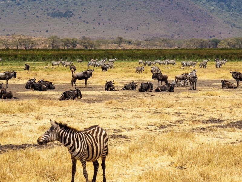 Tanzania Inolvidable y Zanzíbar 8