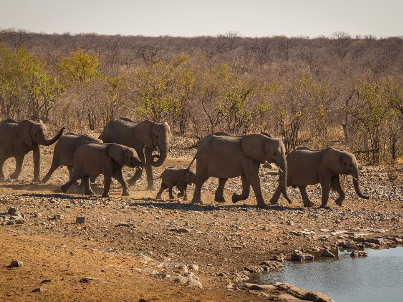 Namibia Fascinante y Desierto de Kalahari 11