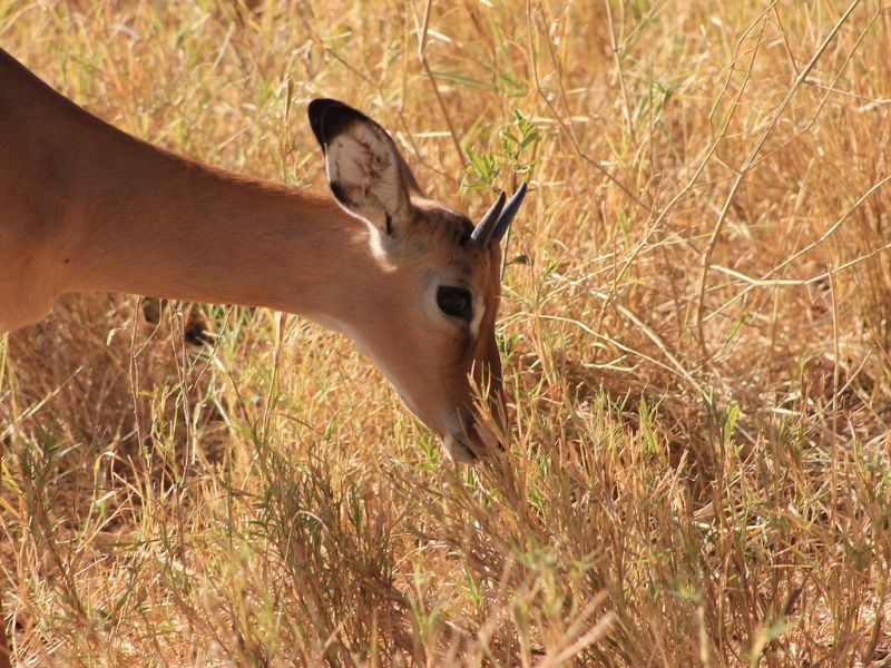 Tanzania Inolvidable y Zanzíbar 1