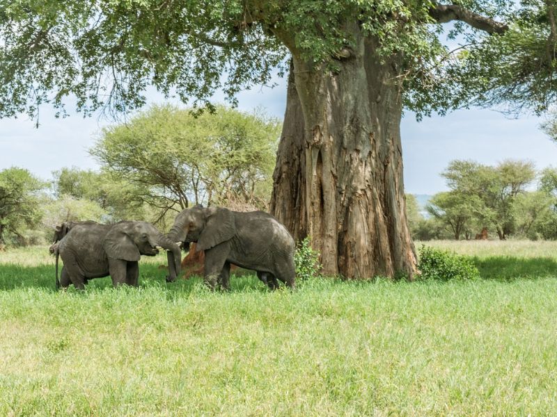 Tanzania Inolvidable y Zanzíbar 12