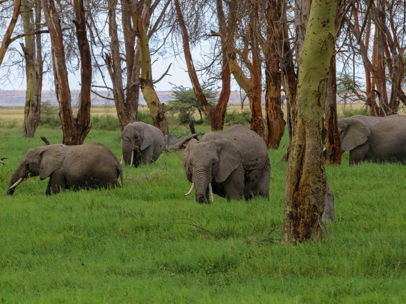 Todo Kenia (+ Noche En Nairobi Al Final) 0