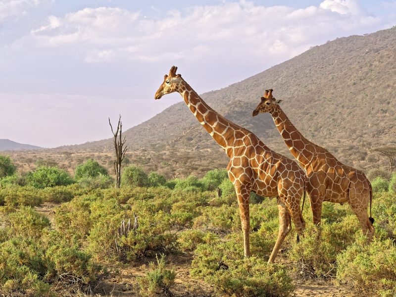 Todo Kenia (+ Noche En Nairobi Al Final) 1