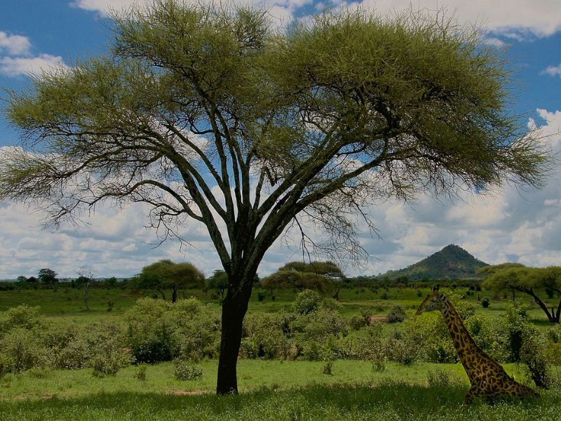 Tanzania Inolvidable y Zanzíbar 0