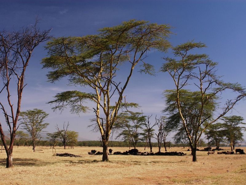 Todo Kenia (+ Noche En Nairobi Al Final) 8