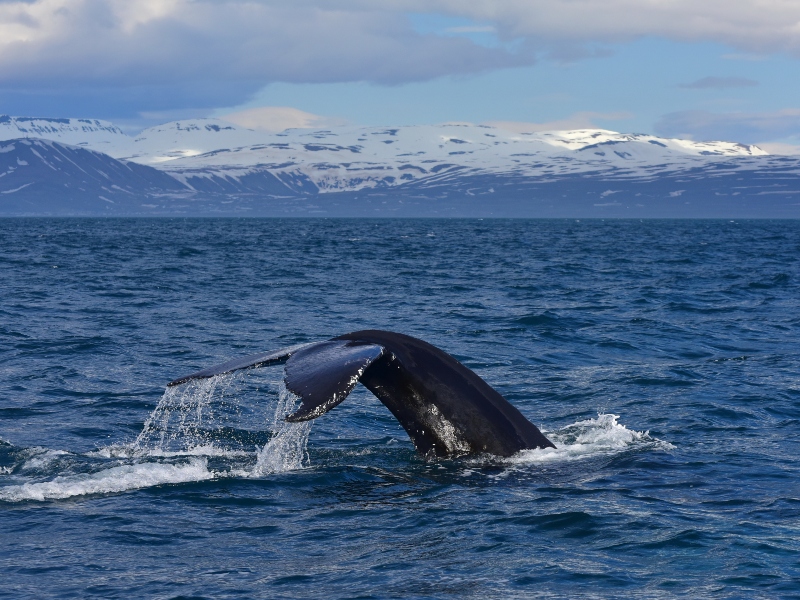 Islandia Sorprendente 6