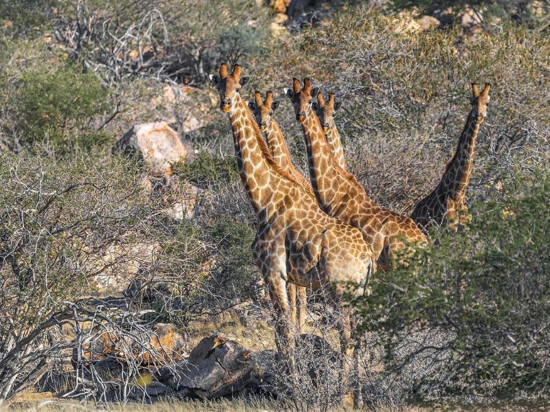Namibia Fascinante y Desierto de Kalahari 7