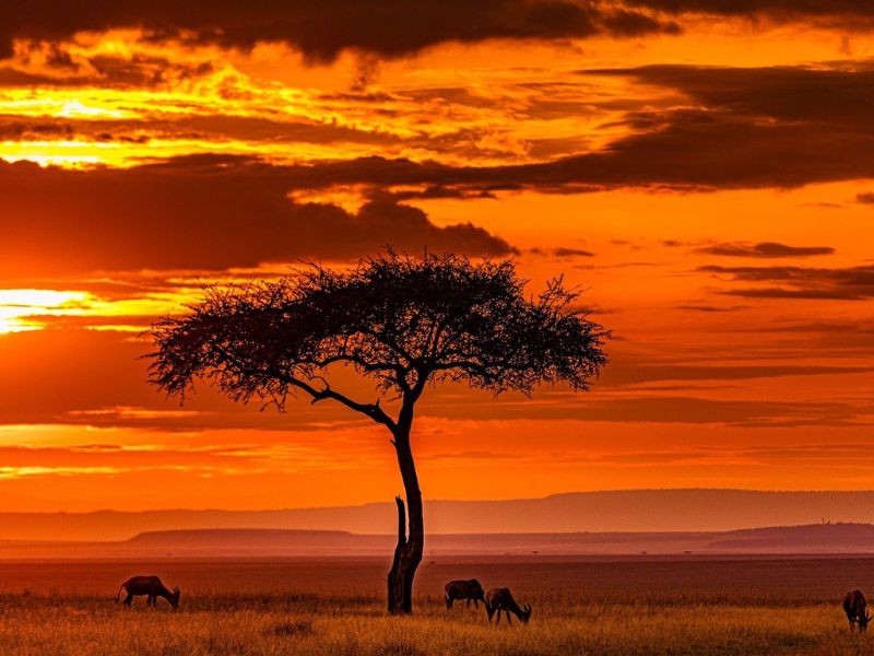 Todo Kenia (+ Noche En Nairobi Al Final) 5