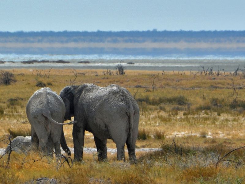 Namibia Fascinante y Desierto de Kalahari 3