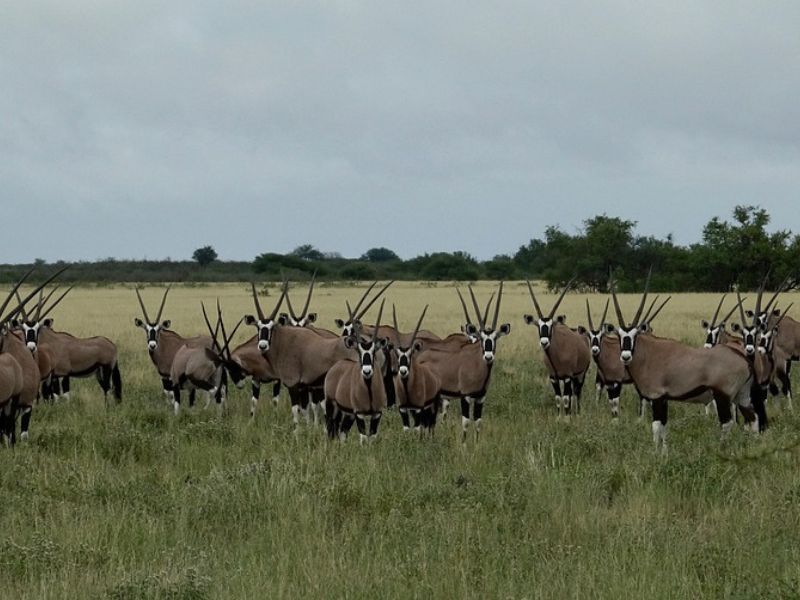 Namibia Fascinante y Desierto de Kalahari 0